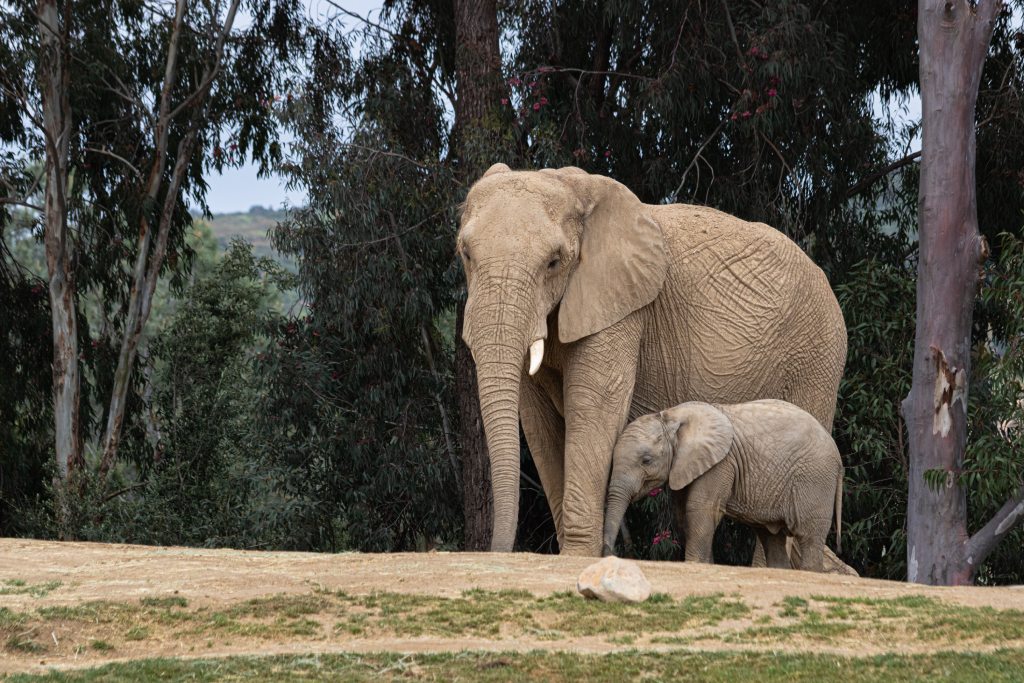 African Elephant Mother and Calf San Diego Zoo Safari Park Wildlife Conservation.jpg