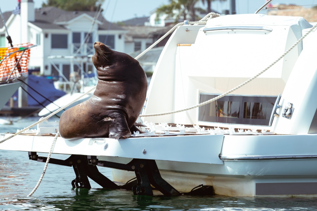 Sea Lion at Ocean Harbor